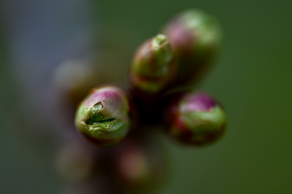 Foto - Baharın gelişiyle doğa canlandı