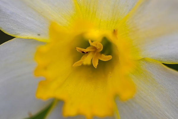 Foto - Baharın gelişiyle doğa canlandı