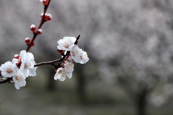 Foto - Baharın güzelliği mest etti
