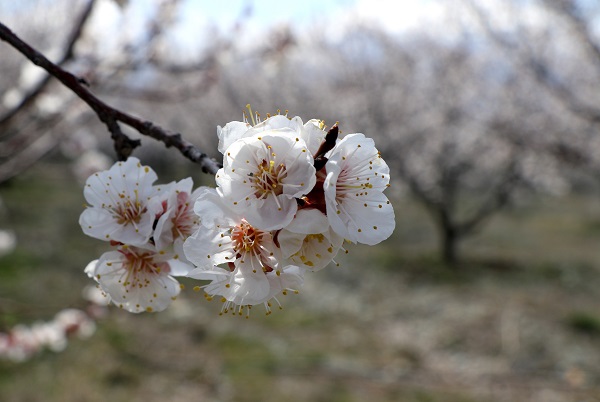 Foto - Baharın güzelliği mest etti