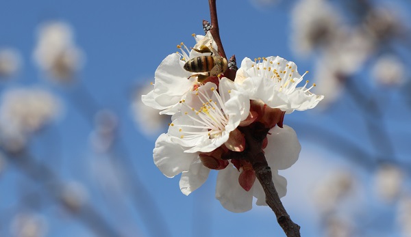 Foto - Baharın güzelliği mest etti