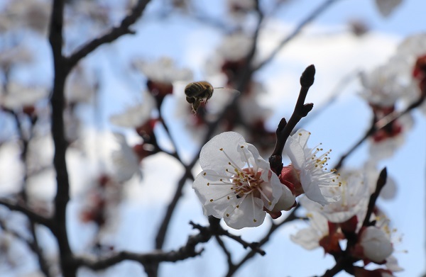 Baharın güzelliği mest etti