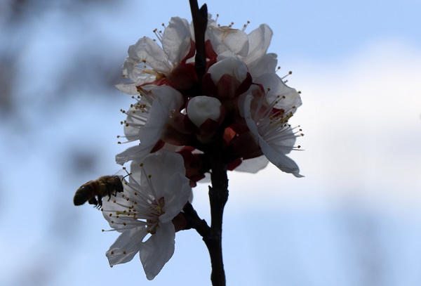 Foto - Baharın güzelliği mest etti