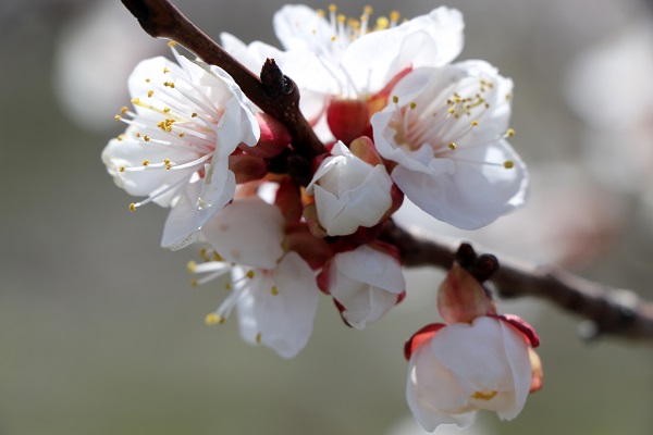Foto - Baharın güzelliği mest etti
