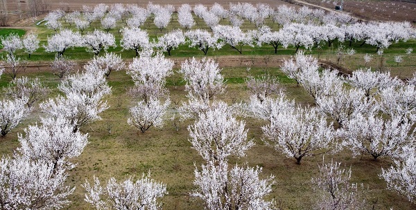 Foto - Baharın güzelliği mest etti
