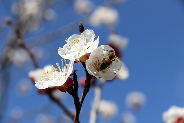 Foto - Baharın güzelliği mest etti