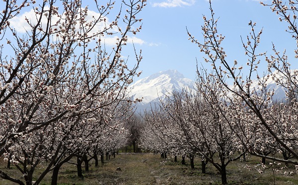 Foto - Baharın güzelliği mest etti