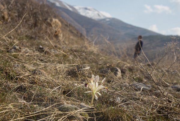 Foto - Baharın güzelliği nevruz çiçekleri mest etti