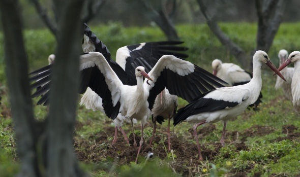 Foto - Baharın habercisi leylekler Polatlı’da mola verdi 