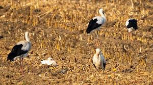 Foto - Baharın habercisi leylekler Polatlı’da mola verdi 