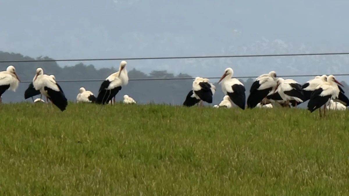 Baharın habercisi leylekler Polatlı’da mola verdi 