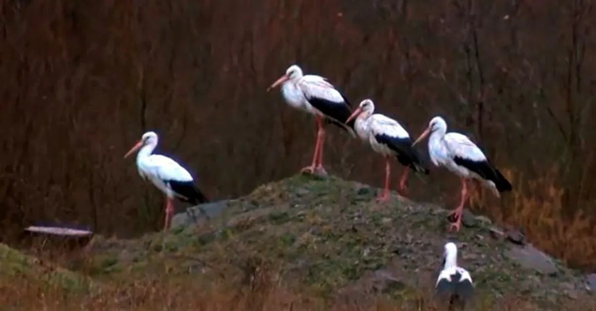 Foto - Baharın habercisi leylekler Polatlı’da mola verdi 