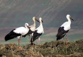 Foto - Baharın habercisi leylekler Polatlı’da mola verdi 