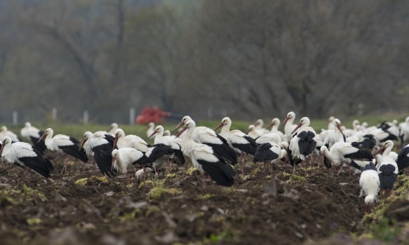Foto - Baharın habercisi leylekler Polatlı’da mola verdi 