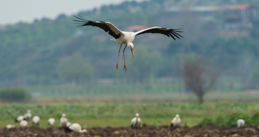 Foto - Baharın habercisi leylekler Polatlı’da mola verdi 