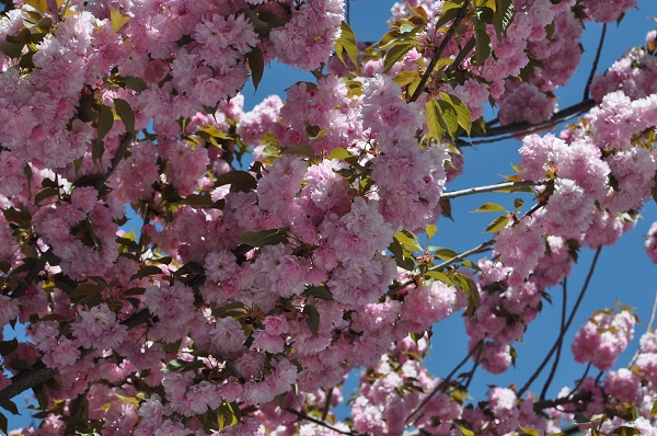 Foto - Baharın mest eden manzarası
