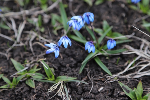 Foto - Baharın müjdecileri açtı