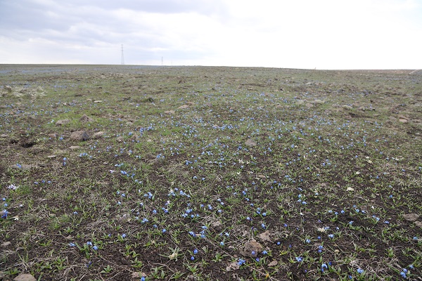 Foto - Baharın müjdecileri açtı