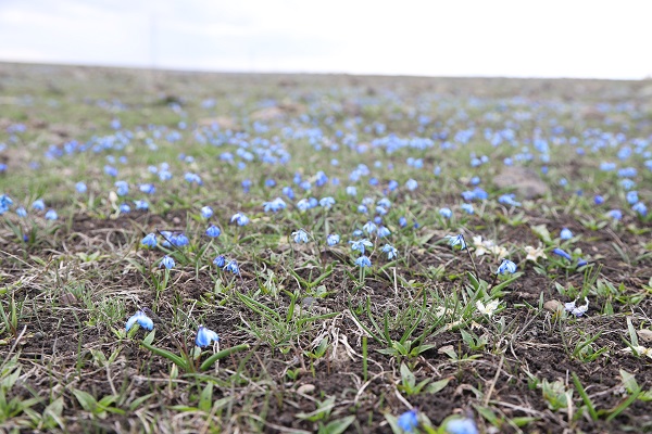 Foto - Baharın müjdecileri açtı
