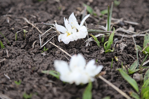 Foto - Baharın müjdecileri açtı