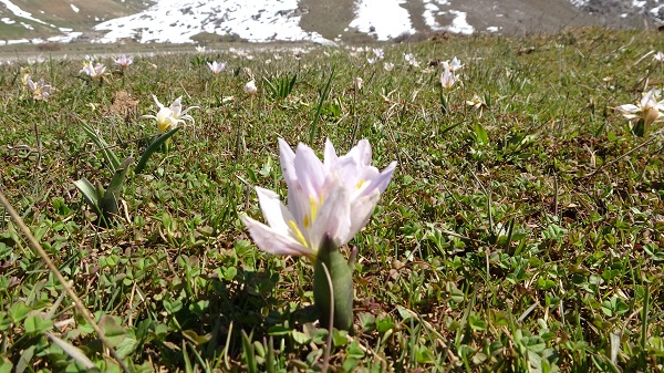 Foto - Baharın müjdecileri hayran bıraktı