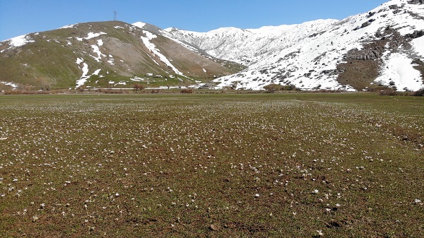 Foto - Baharın müjdecileri hayran bıraktı