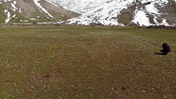 Foto - Baharın müjdecileri hayran bıraktı