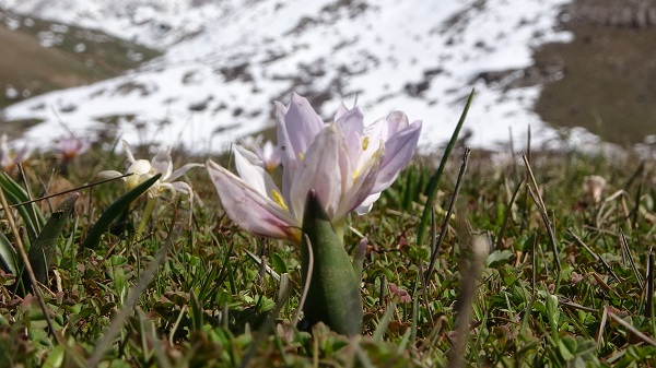 Foto - Baharın müjdecileri hayran bıraktı