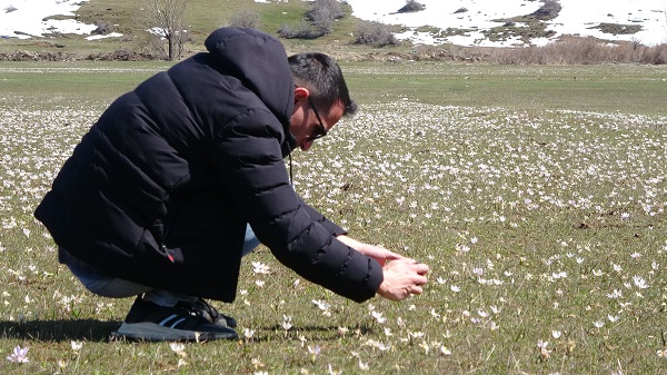 Foto - Baharın müjdecileri hayran bıraktı