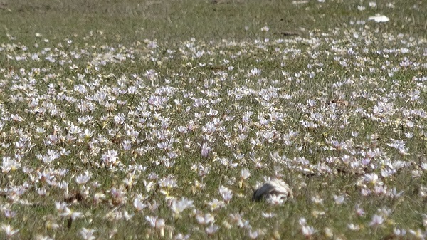 Baharın müjdecileri hayran bıraktı