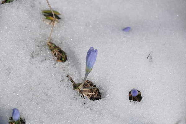 Foto - Baharın müjdecileri karlar arasında açtı