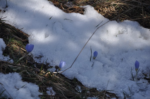 Foto - Baharın müjdecileri karlar arasında açtı