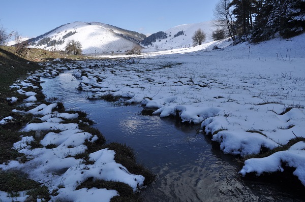 Foto - Baharın müjdecileri karlar arasında açtı