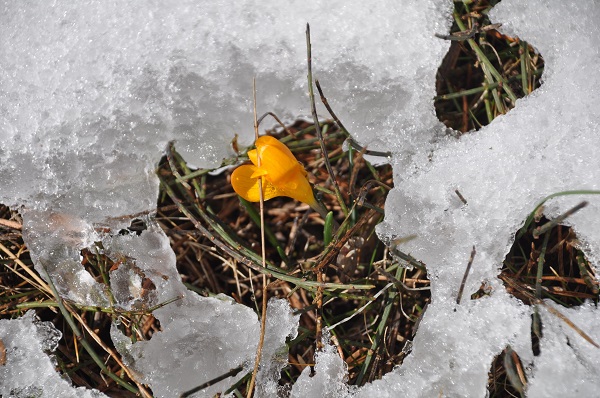 Foto - Baharın müjdecileri karlar arasında açtı