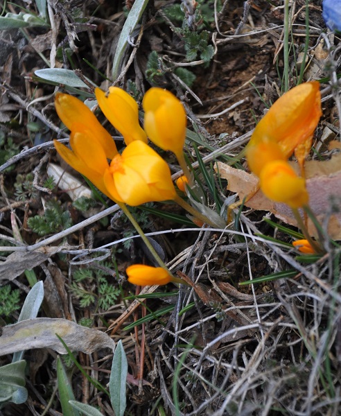 Foto - Baharın müjdecileri karlar arasında açtı