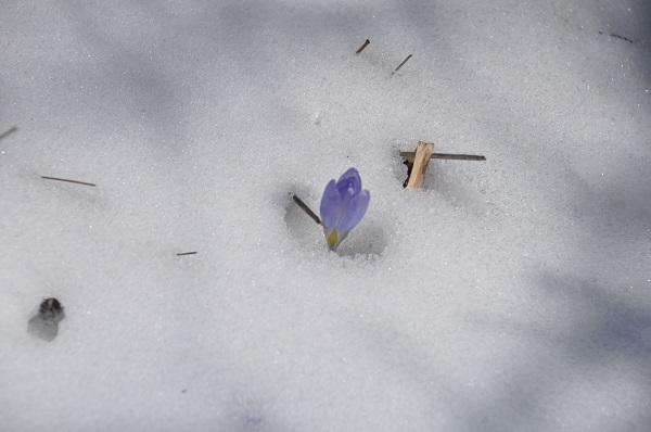 Foto - Baharın müjdecileri karlar arasında açtı