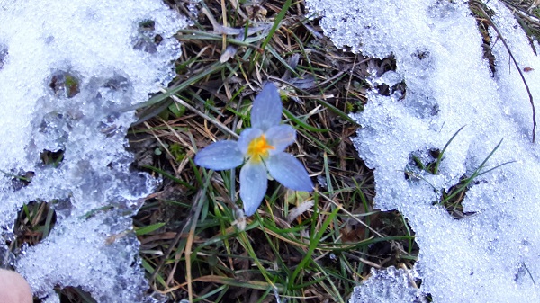 Baharın müjdecileri karlar arasında açtı