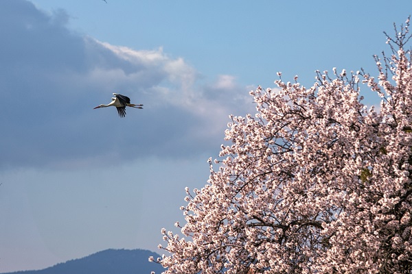 Baharın müjdecileri yuvalarına yerleşti
