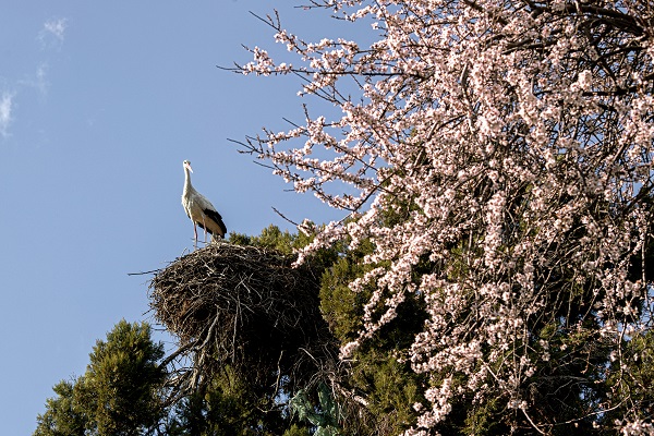 Foto - Baharın müjdecileri yuvalarına yerleşti