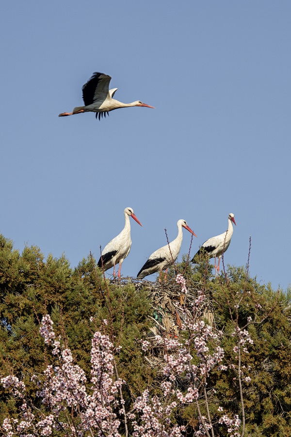 Foto - Baharın müjdecileri yuvalarına yerleşti