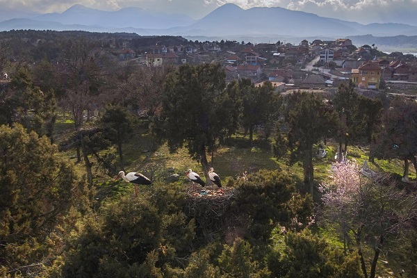 Foto - Baharın müjdecileri yuvalarına yerleşti