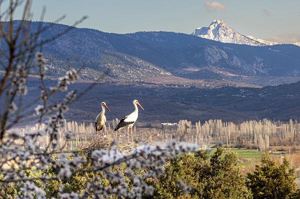 Foto - Baharın müjdecileri yuvalarına yerleşti