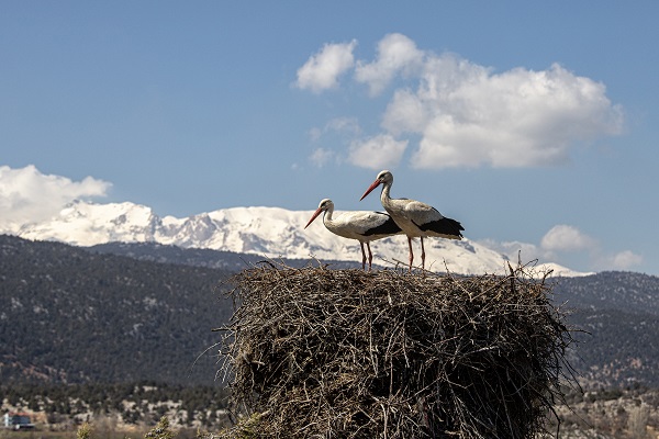 Foto - Baharın müjdecileri yuvalarına yerleşti