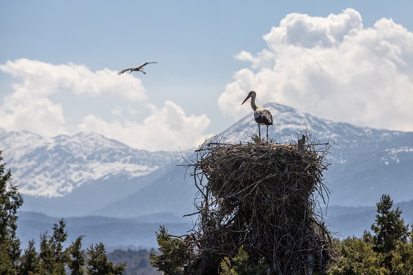 Foto - Baharın müjdecileri yuvalarına yerleşti