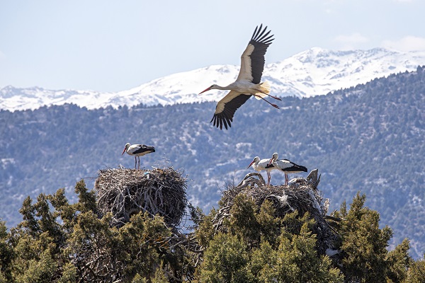 Foto - Baharın müjdecileri yuvalarına yerleşti