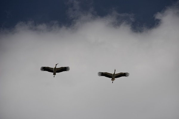 Foto - Baharın müjdecileri yuvalarına yerleşti