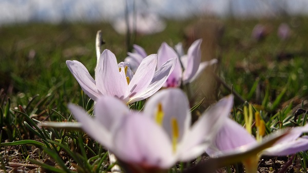 Foto - Baharın müjdecilerinden kartpostallık manzara