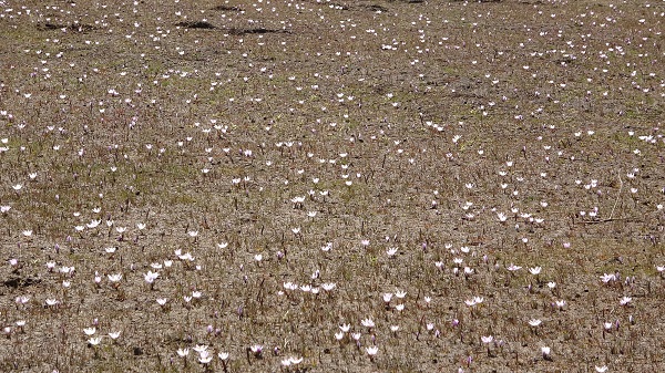 Foto - Baharın müjdecilerinden kartpostallık manzara