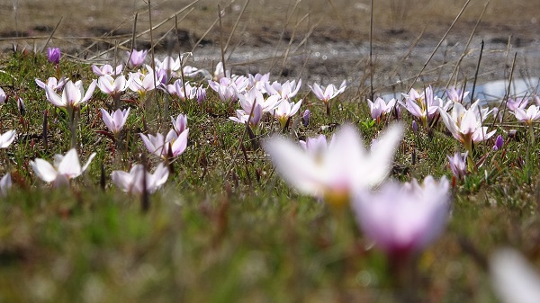 Foto - Baharın müjdecilerinden kartpostallık manzara