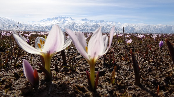 Foto - Baharın müjdecilerinden kartpostallık manzara